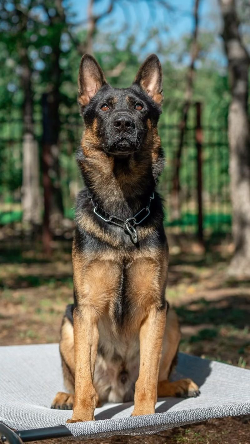 German Shepherd