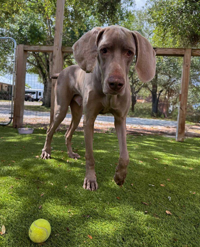 Weimaraner