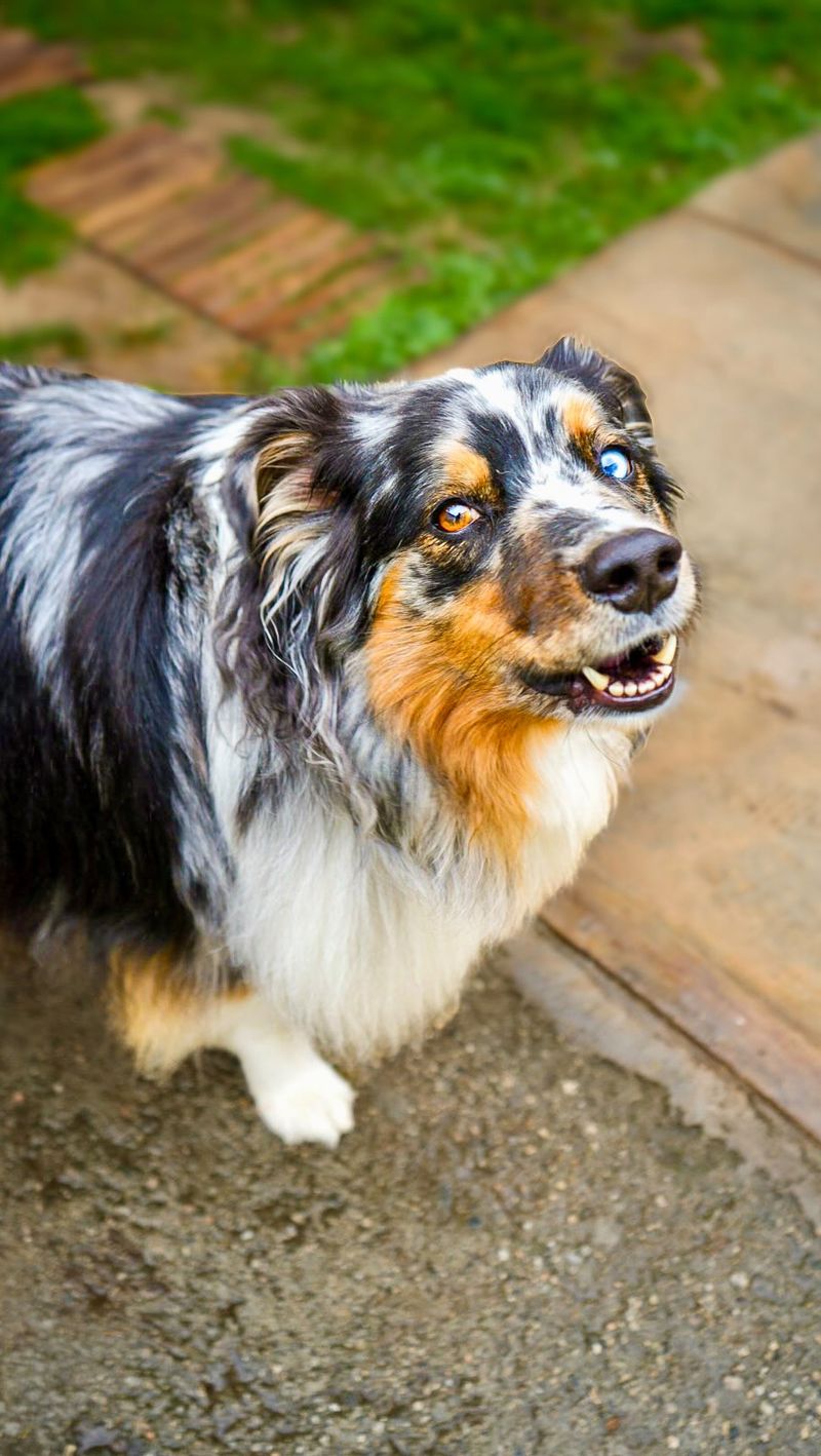 Australian Shepherd