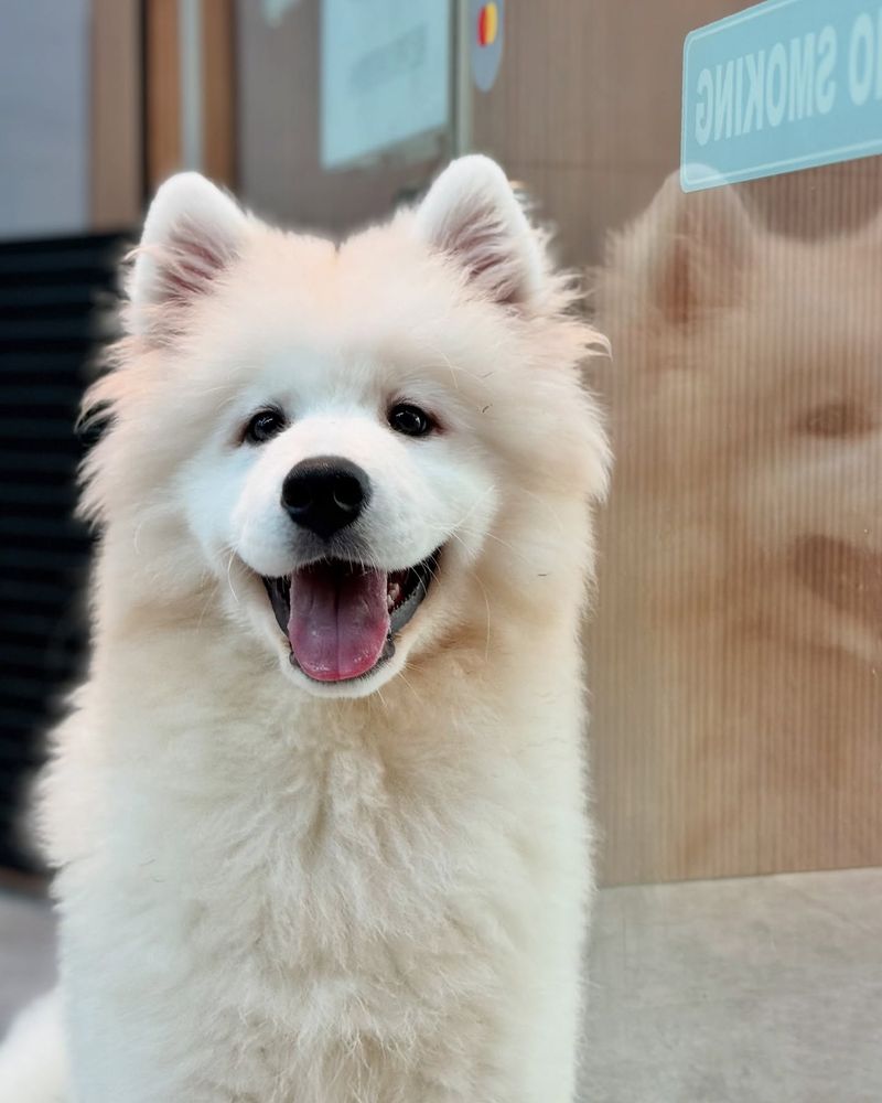 Samoyed
