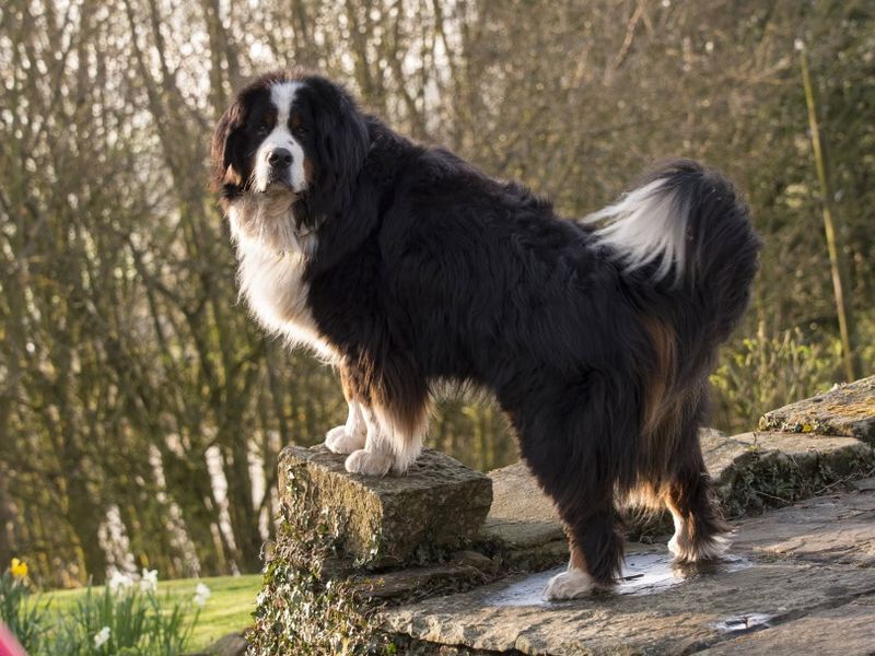 Bernese Mountain Dog