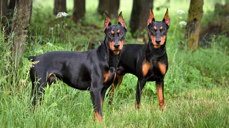 Doberman Pinscher