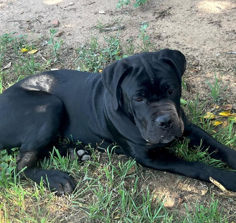 Cane Corso