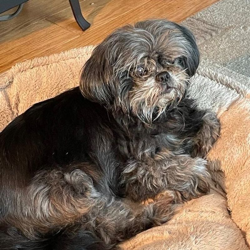 Shih Tzu
