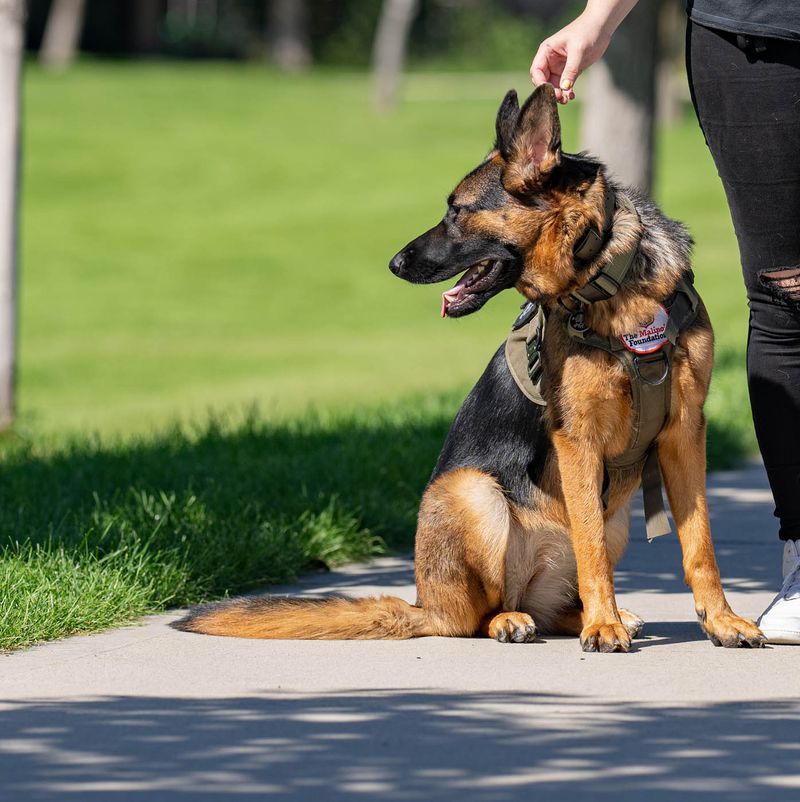 German Shepherd