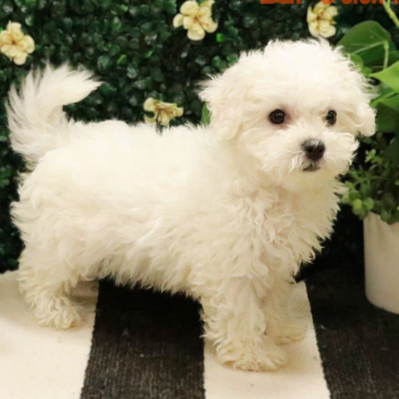 Bichon Frise