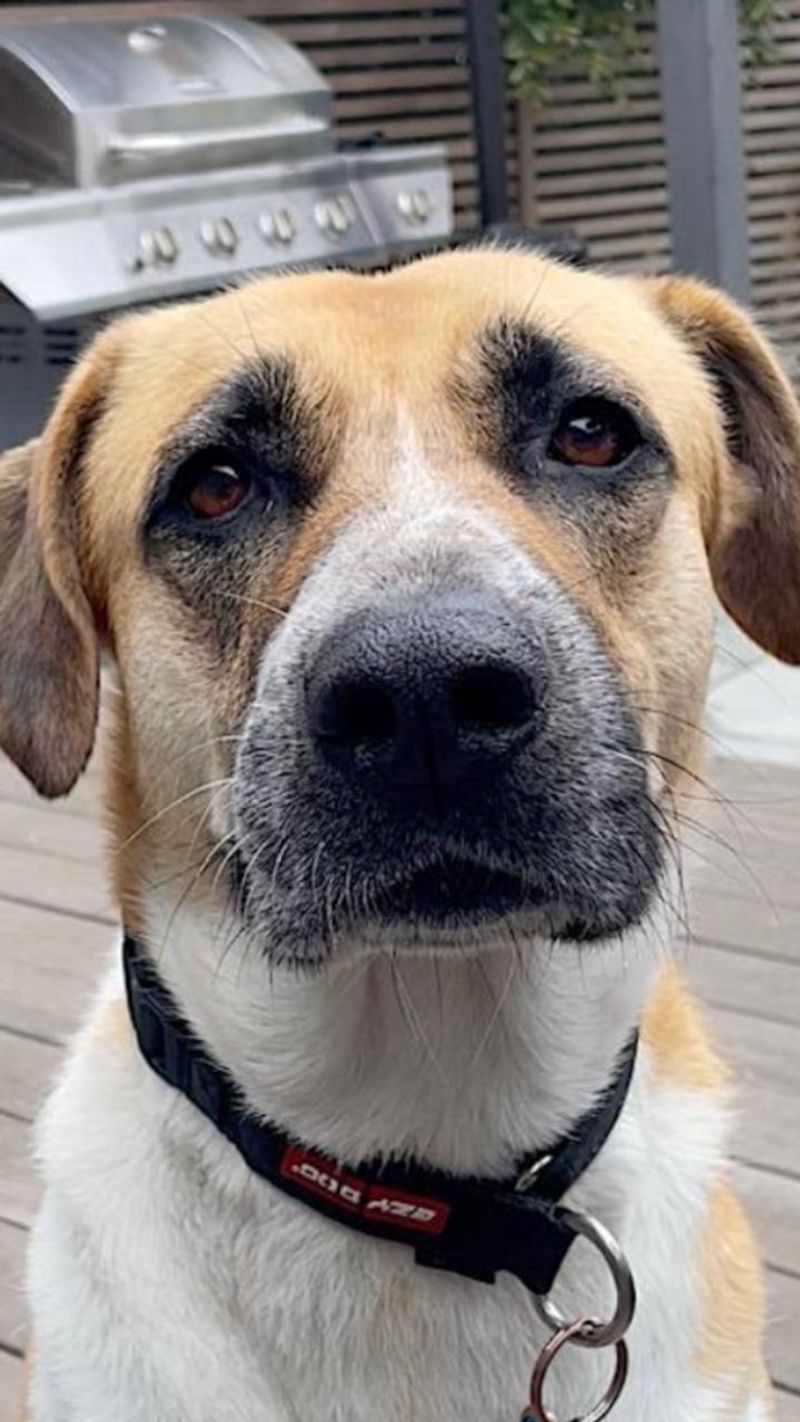 Anatolian Shepherd