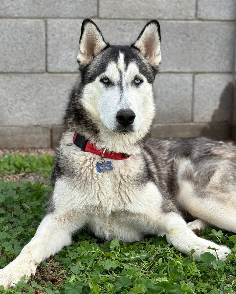 Siberian Husky