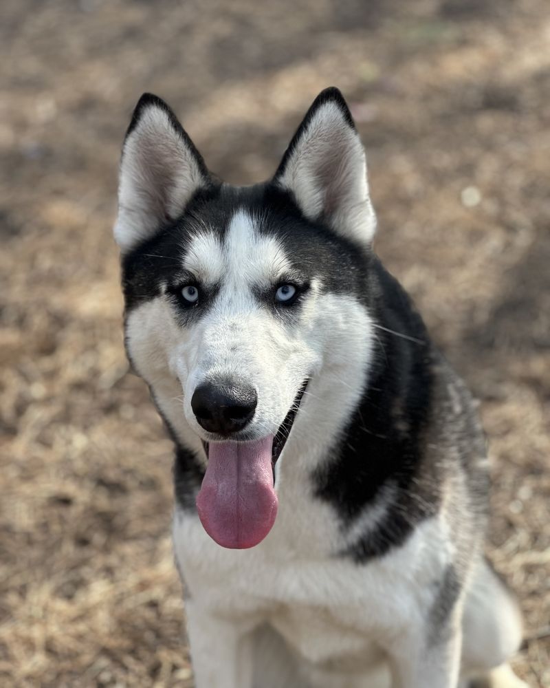Siberian Husky