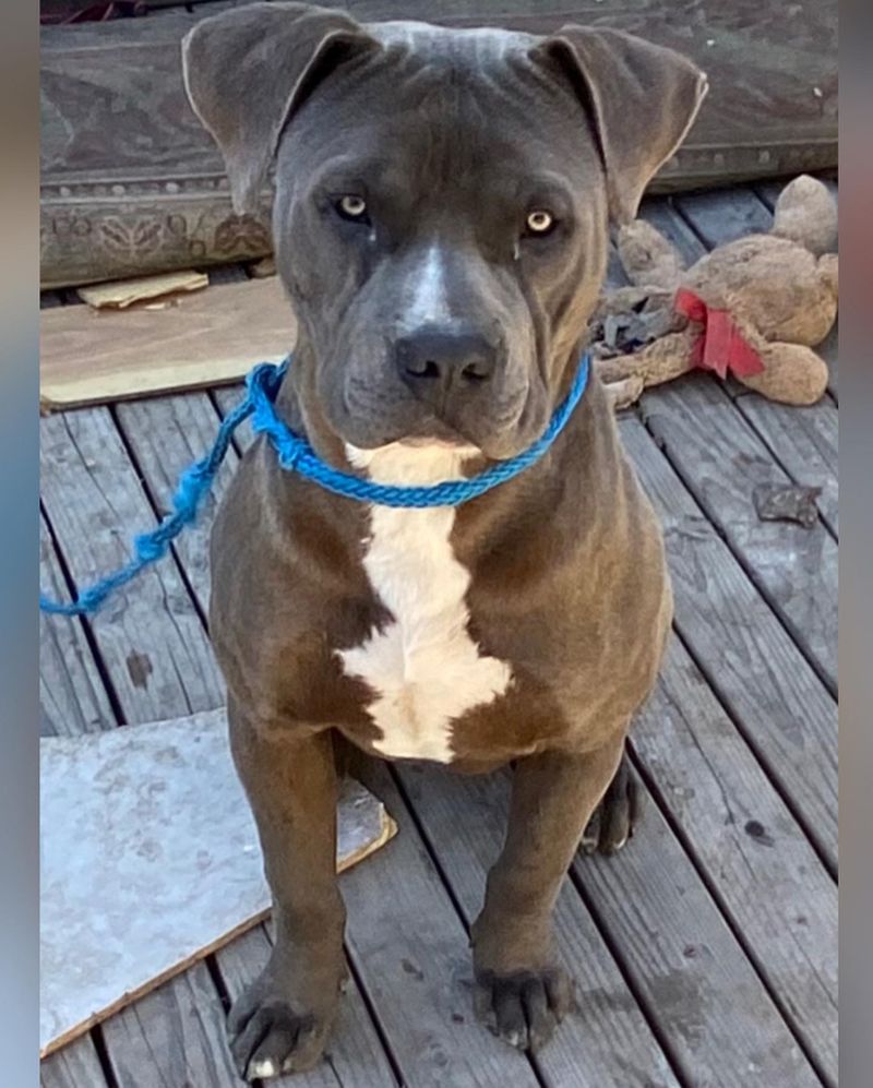 Pit Bull