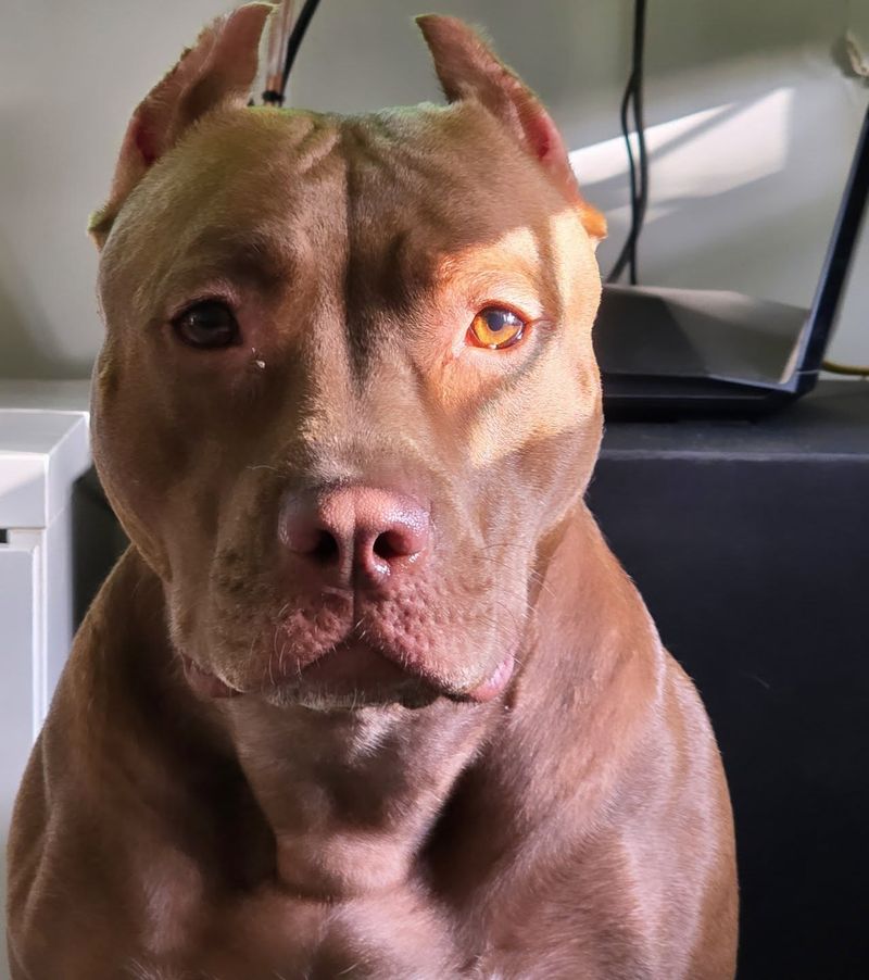 Pit Bull Terrier