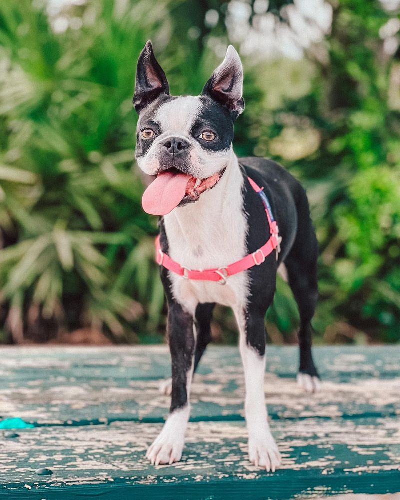 Boston Terrier