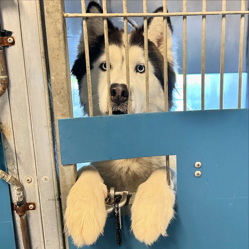Siberian Husky