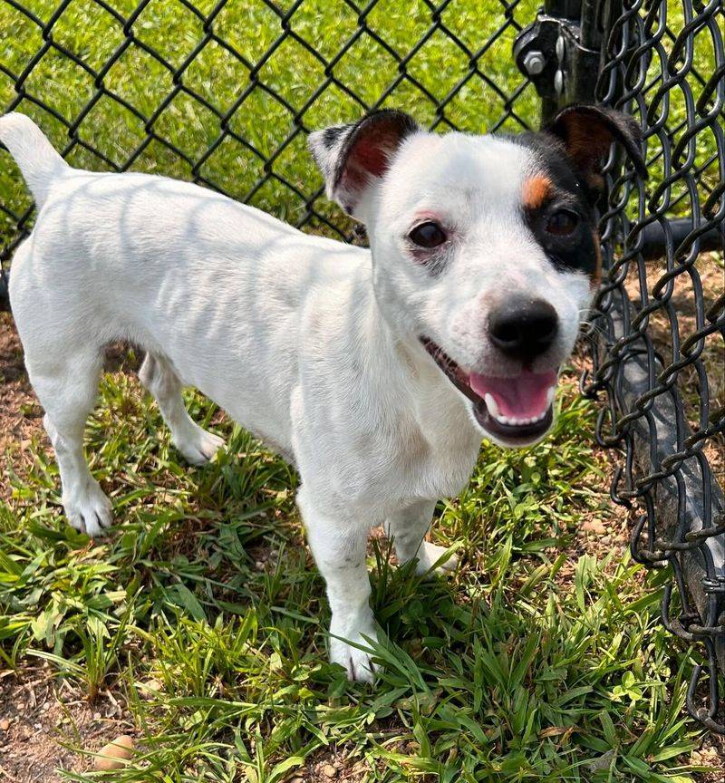 Jack Russell Terrier