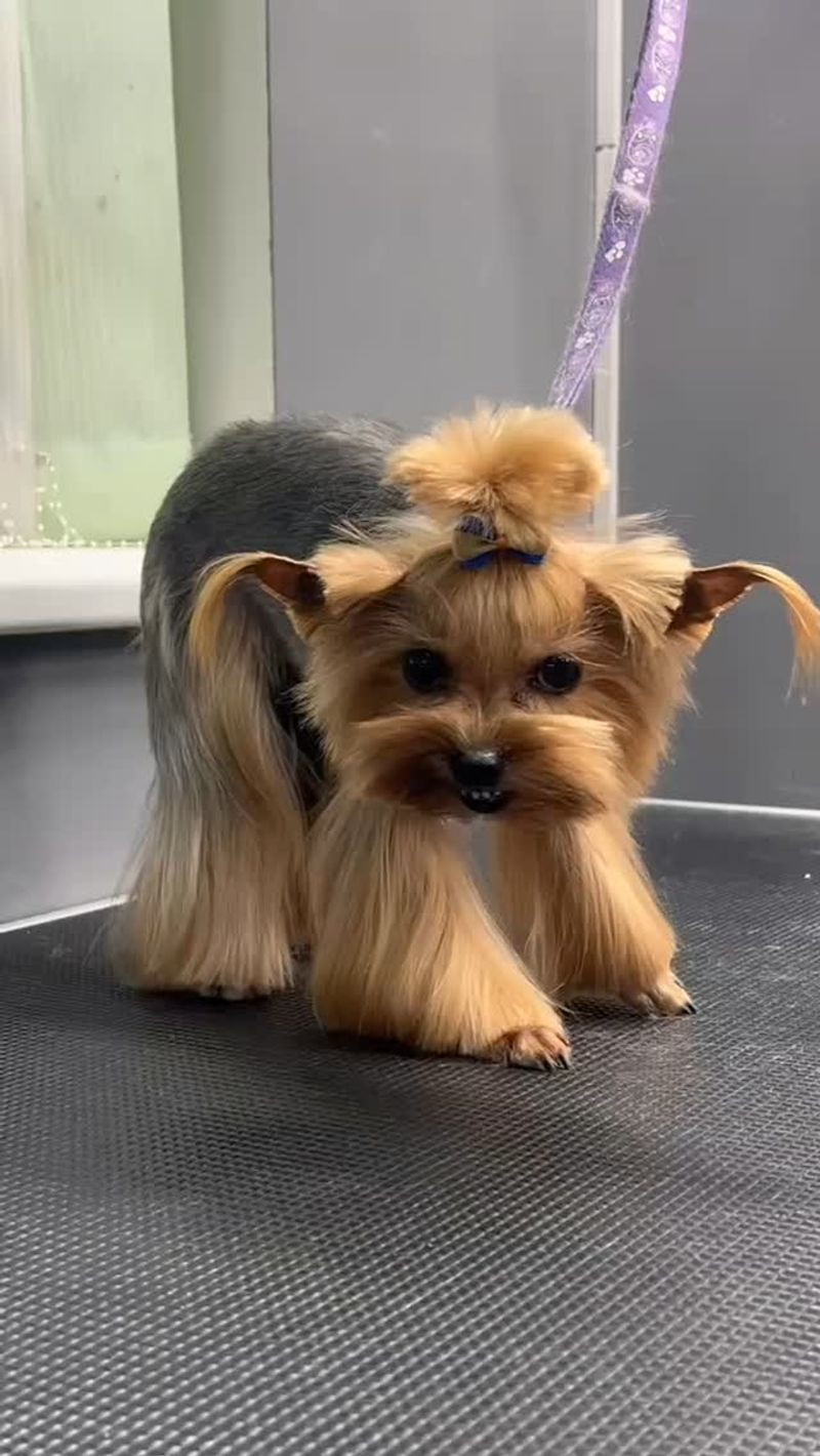Yorkshire Terrier