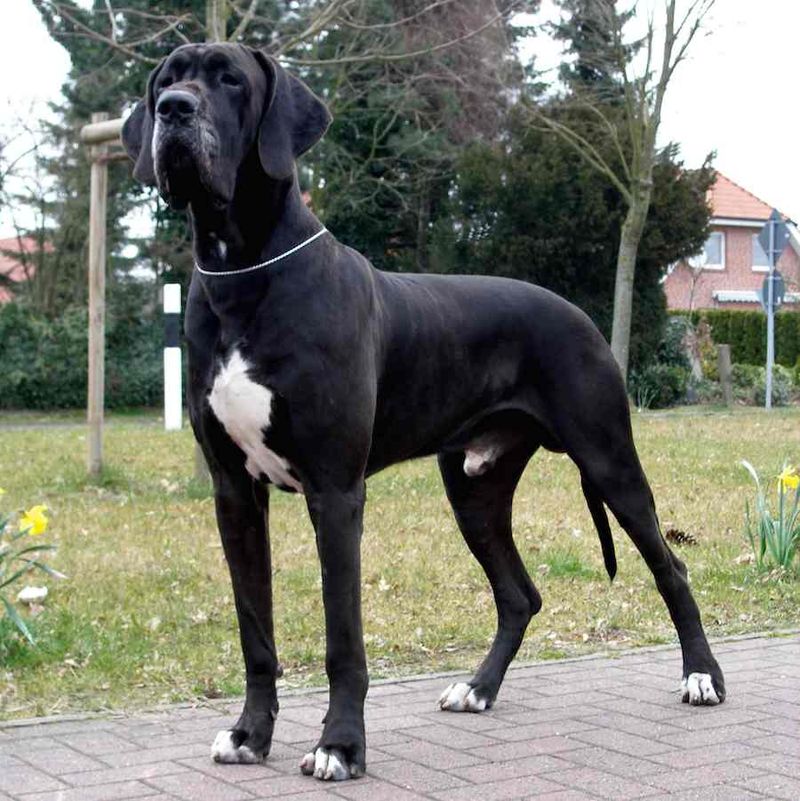 Great Dane