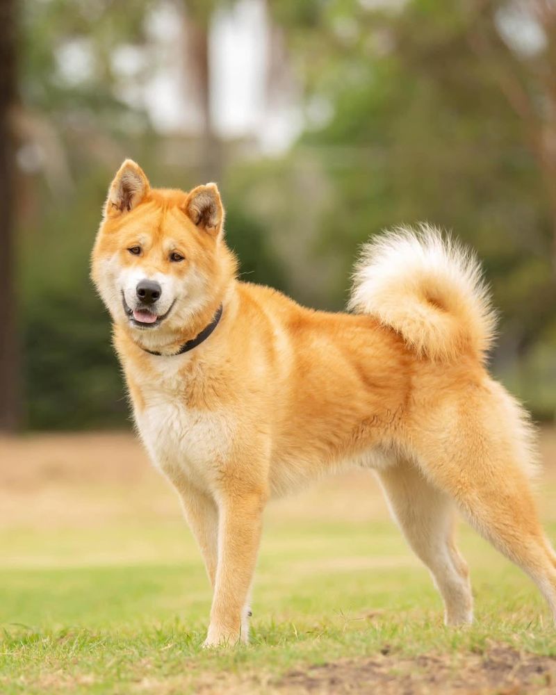 Akita