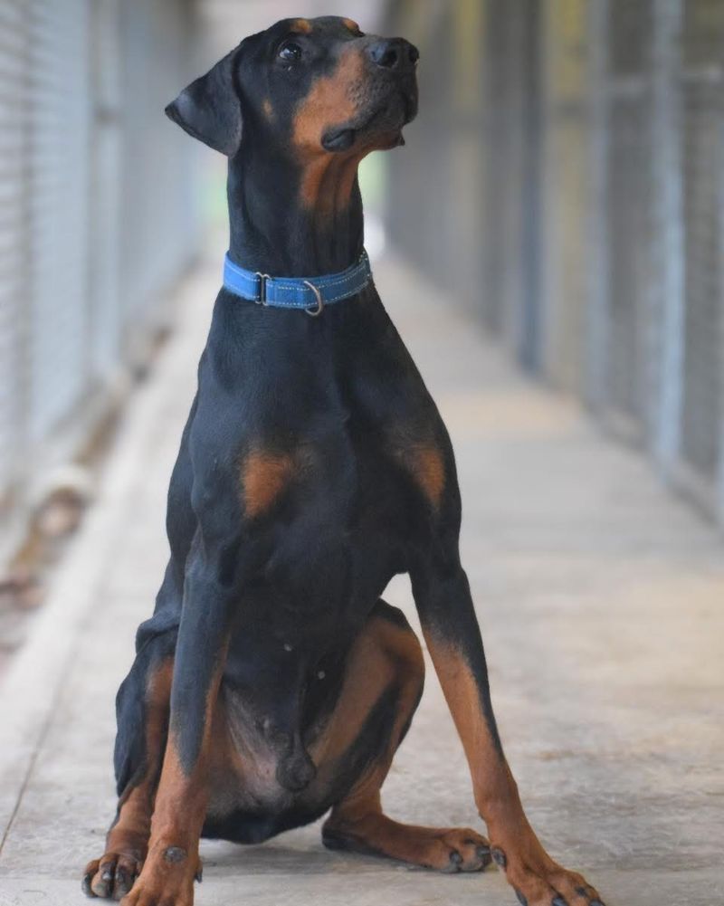 Doberman Pinscher