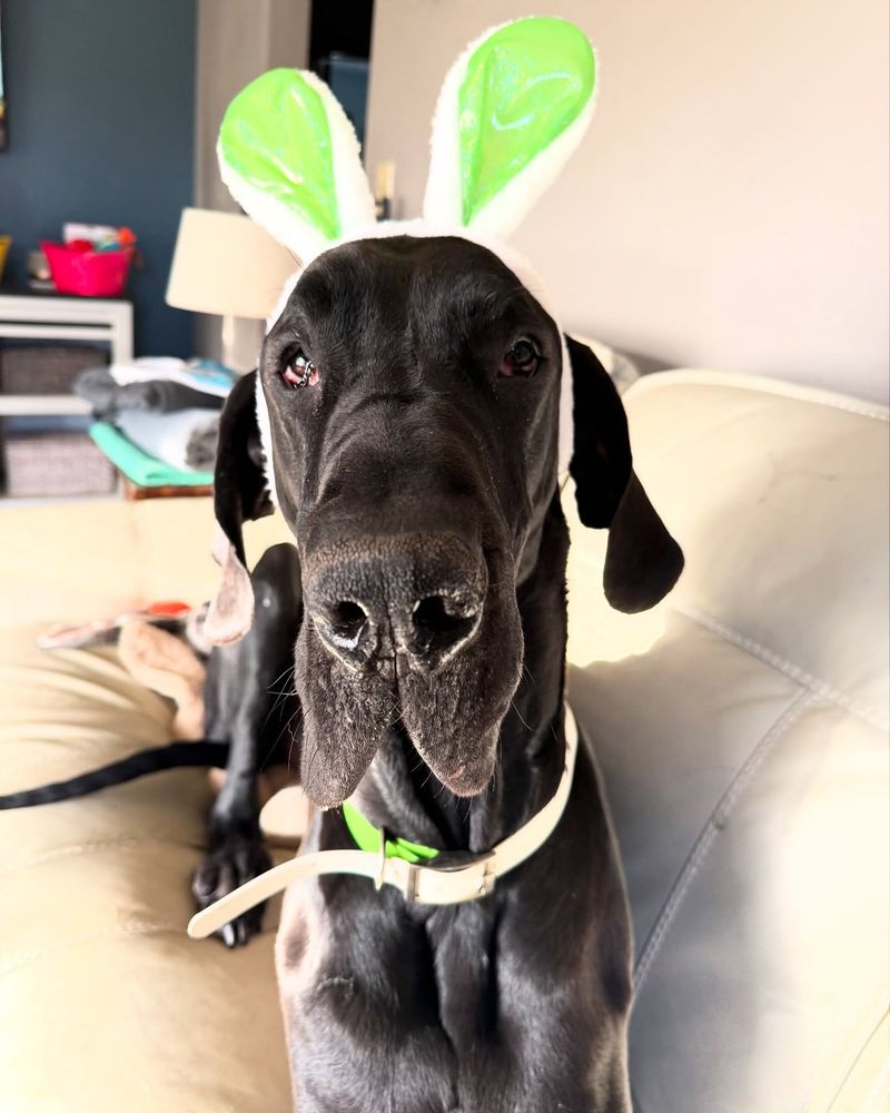 Great Dane