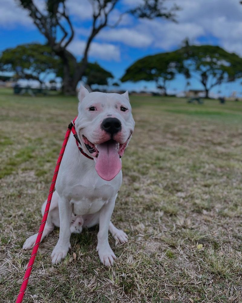 Dogo Argentino