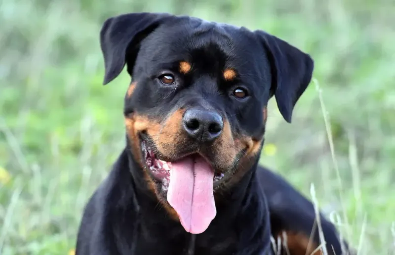 Rottweiler Temperament