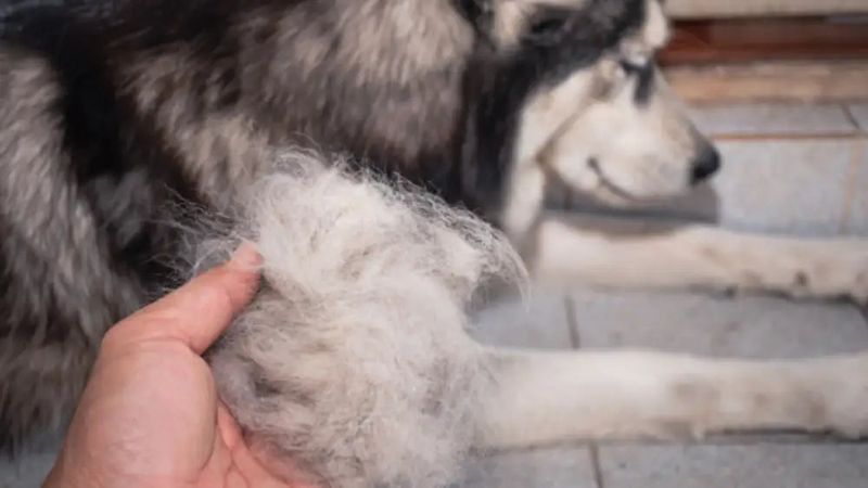 Forgetting Seasonal Grooming