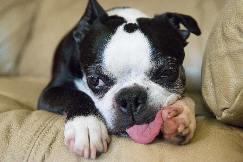 Frequent Licking