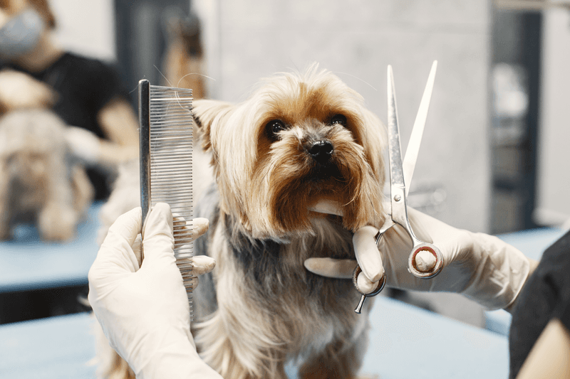Grooming and Hygiene