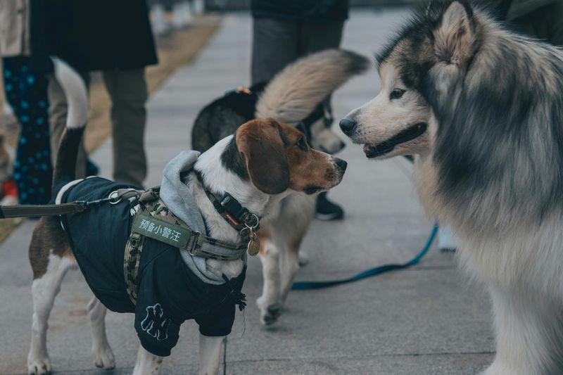 Social Connectors