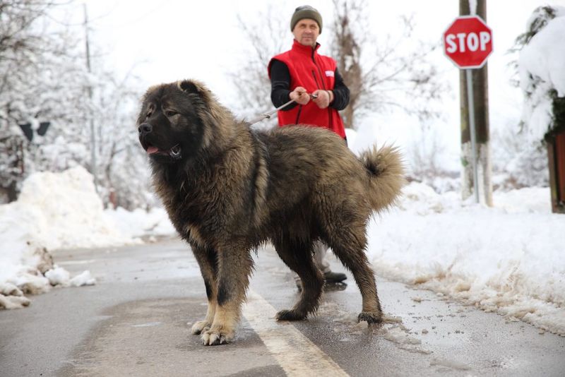 Caucasian Shepherd