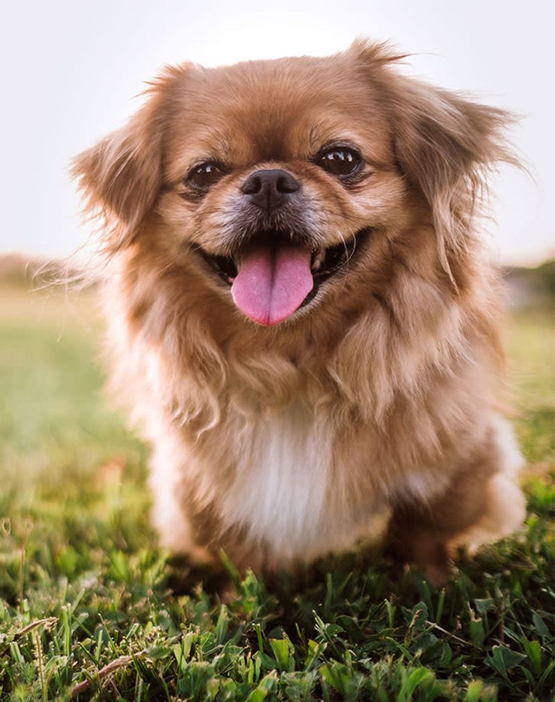 Tibetan Spaniel