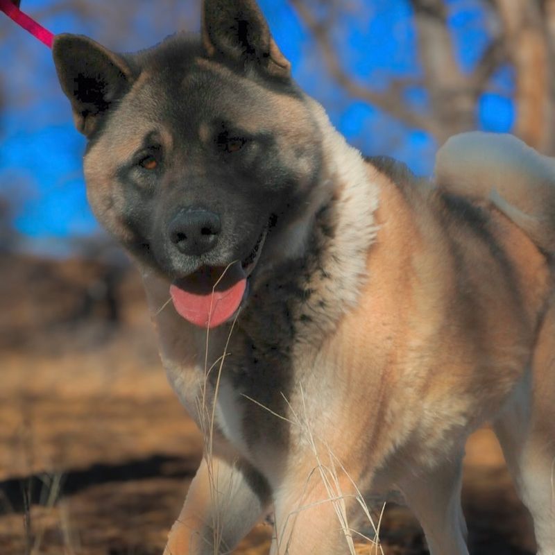 Akita
