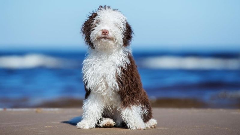 Spanish Water Dog