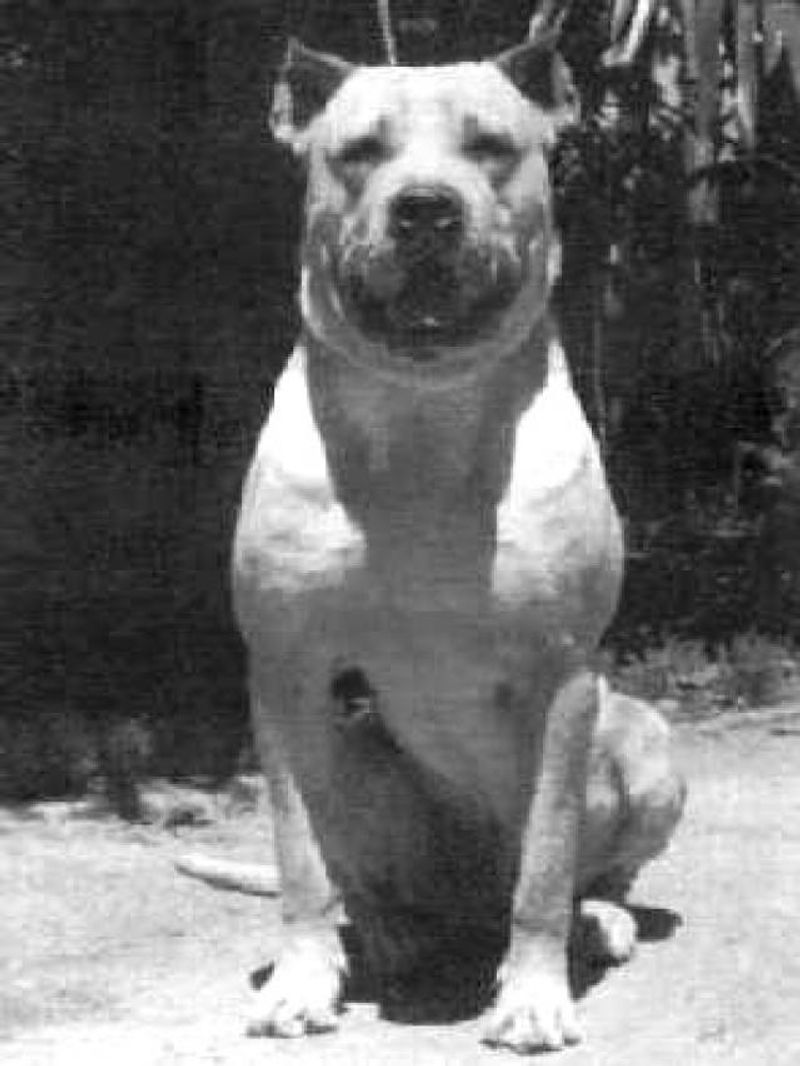 Cordoba Fighting Dog