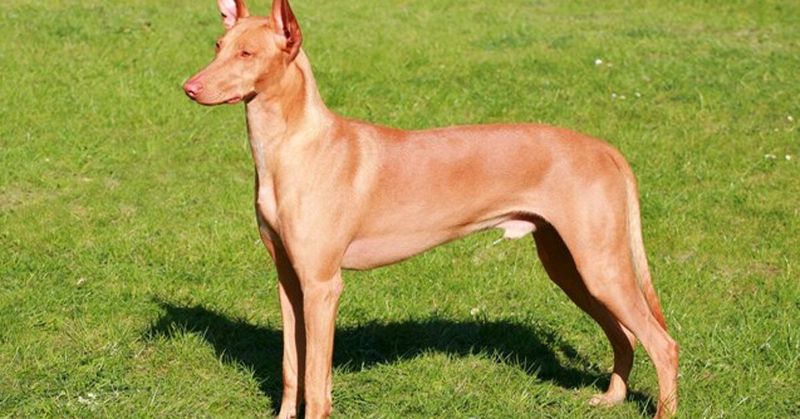 Pharaoh Hound