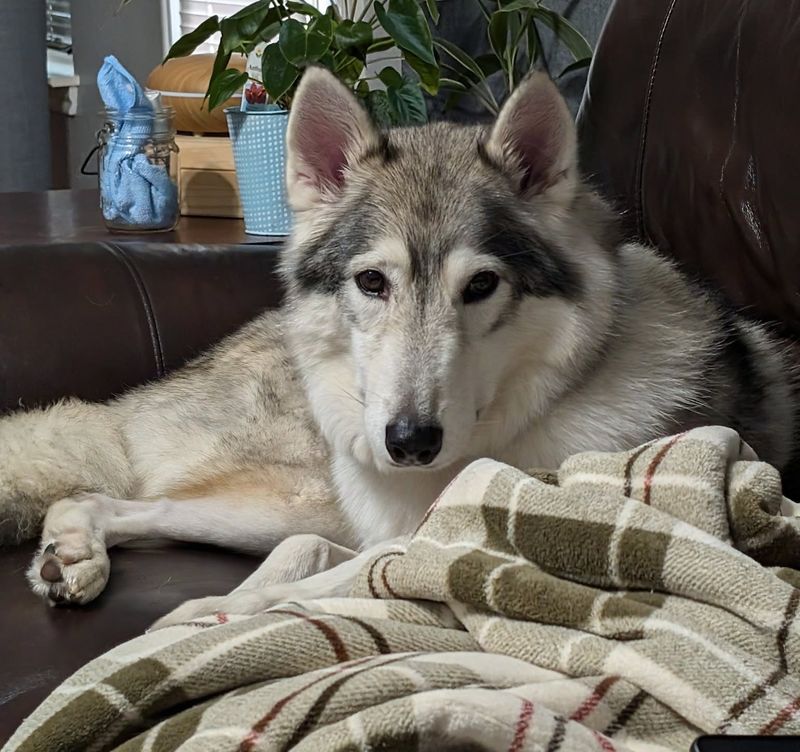 Northern Inuit Dog