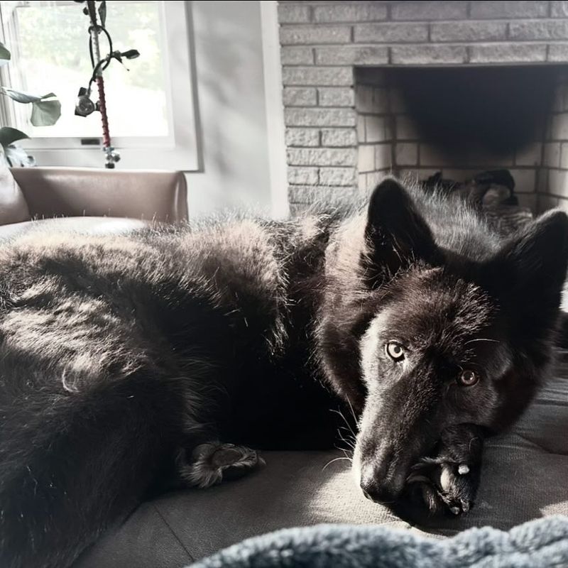Alaskan Noble Companion Dog