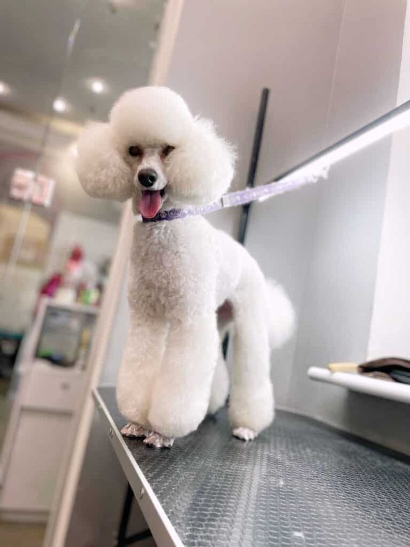 Regular Grooming