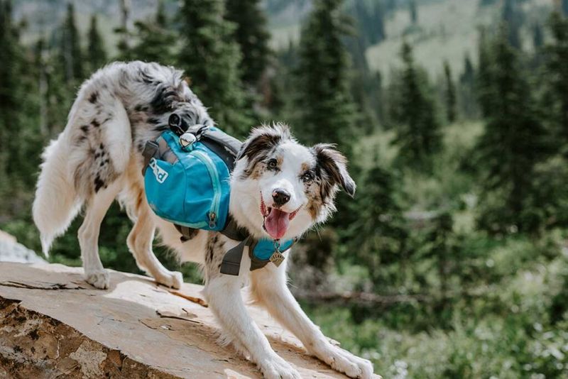 Comfort: Dog Backpack