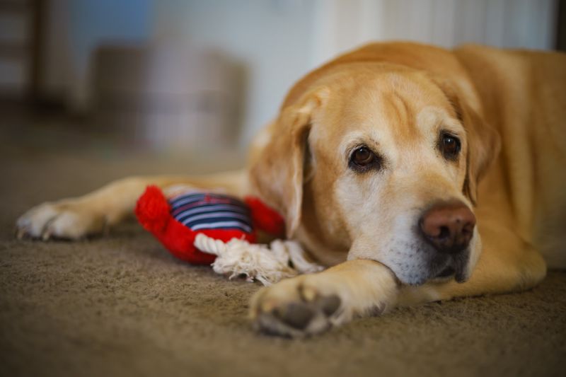 Buddy, the Gentle Giant