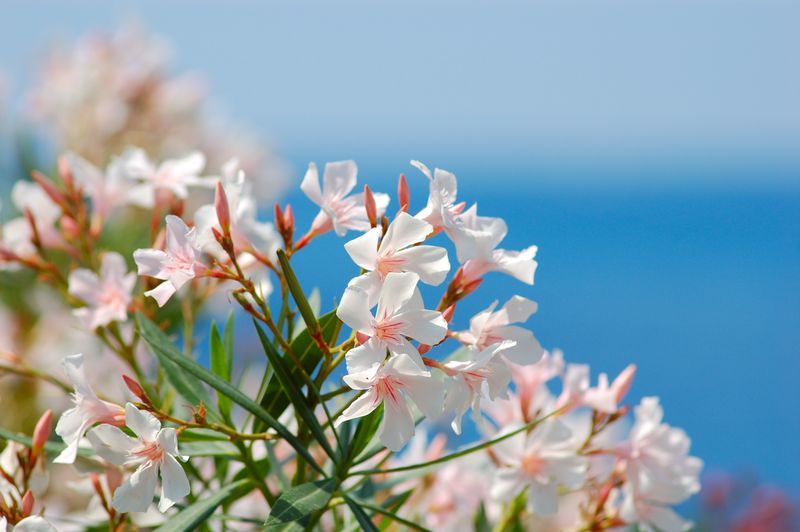 Oleander