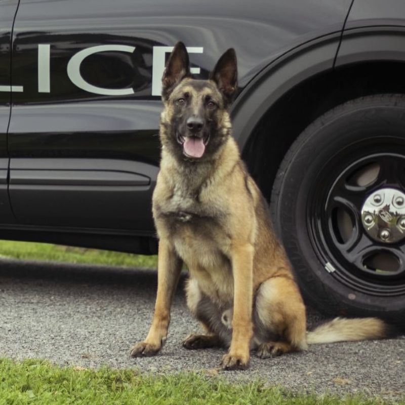 Belgian Malinois