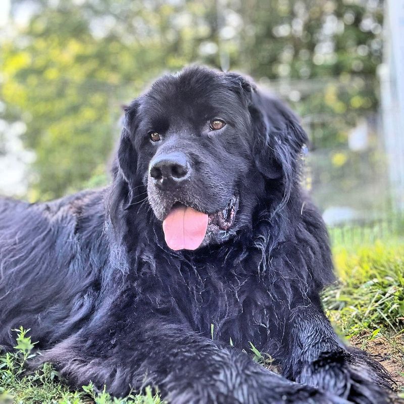 Newfoundland