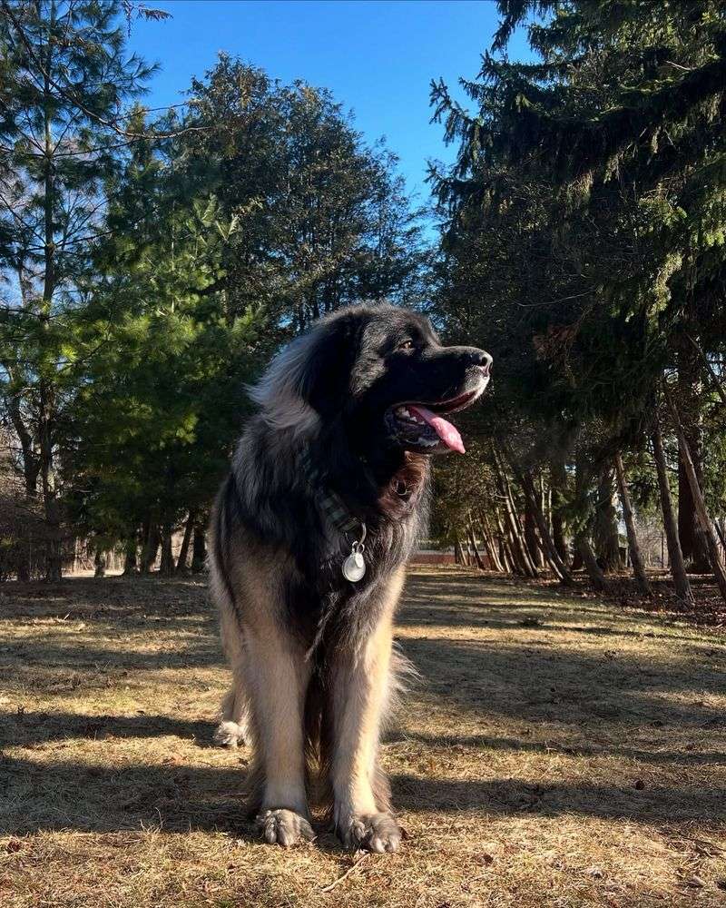 Leonberger