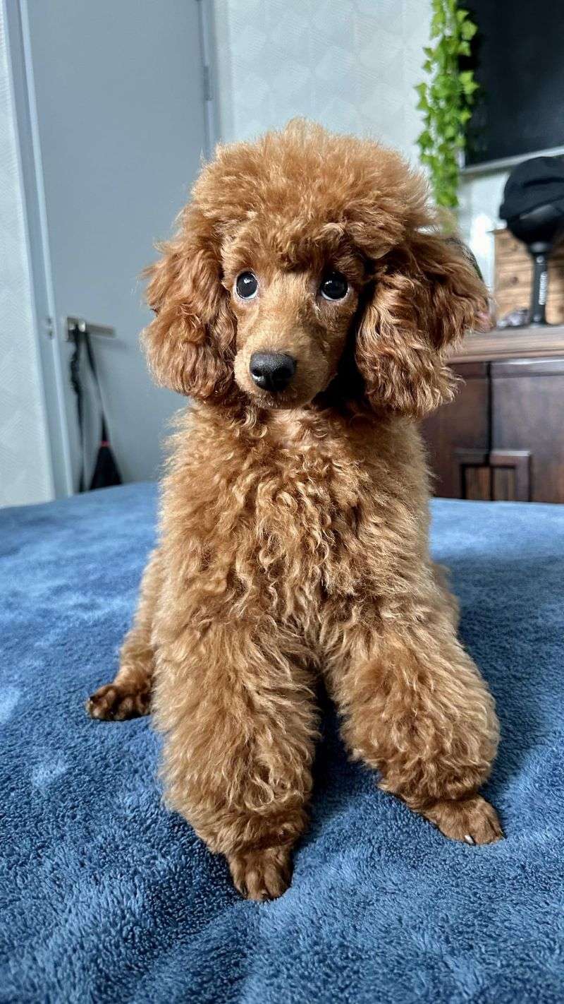 Poodle