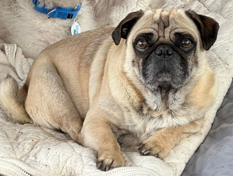 Pug
