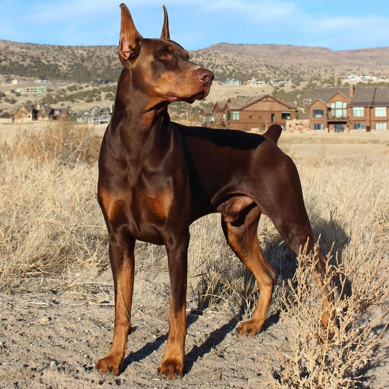 Doberman Pinscher