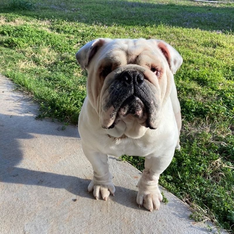 Bulldog