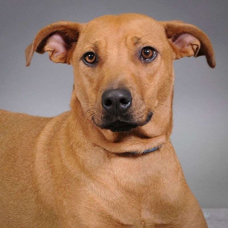 Rhodesian Ridgeback