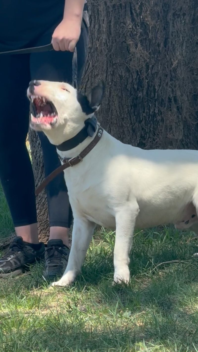 Bull Terrier